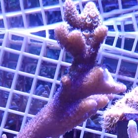 徒然なる海日記　138日目　スパスラータの水流動画の画像