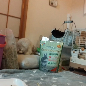 鍛えながらハンターの画像