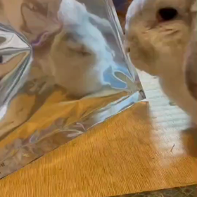 あなたはだーれの画像