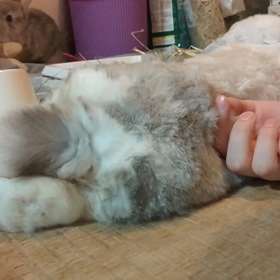 つまんでもみもみの画像