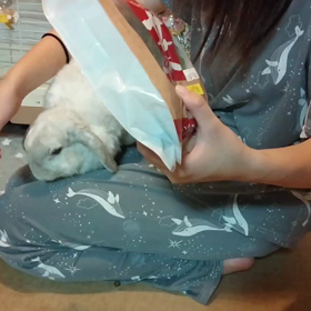 お膝にぴょんぴょんの画像