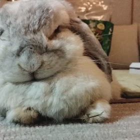 ねむねむねむ〜の画像