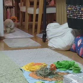 慎重にかけっこの画像