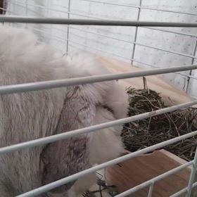 ちびちびの画像