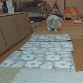 かけっこの画像
