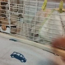 手作りスロープの画像