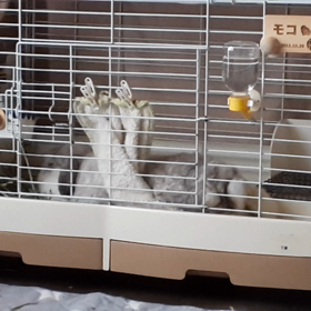 もにょもにょの画像