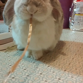 上手にもぐもぐの画像