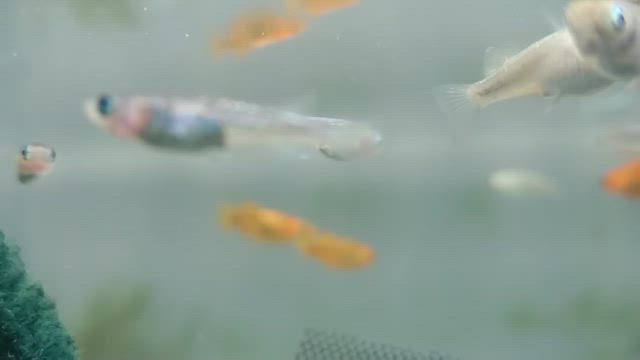 ちょこっとメダ活⸜( ᐛ )⸝の記事動画
