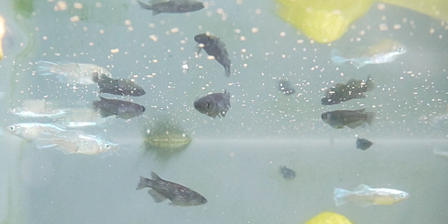 メダカに餌　と　クイズ120♡の記事動画