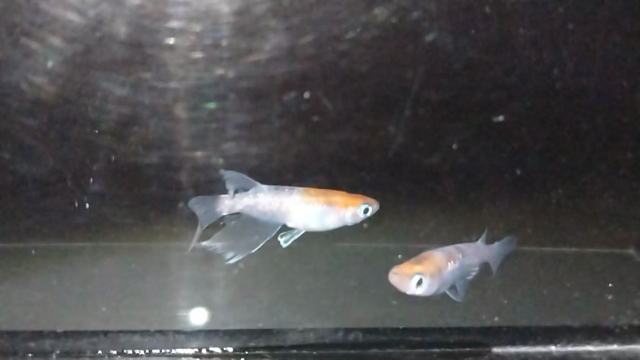 ( ⑉¯ ꇴ ¯⑉ )♡の記事動画