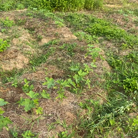 朝のわがやの畑の画像