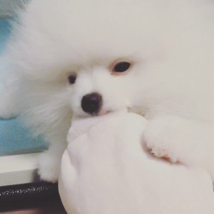 白ポメちゃんに恋をして～お迎えから感じた結婚10年の今の記事動画