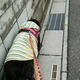 シャンプーしてルンルン(人´3｀*)～♪の画像