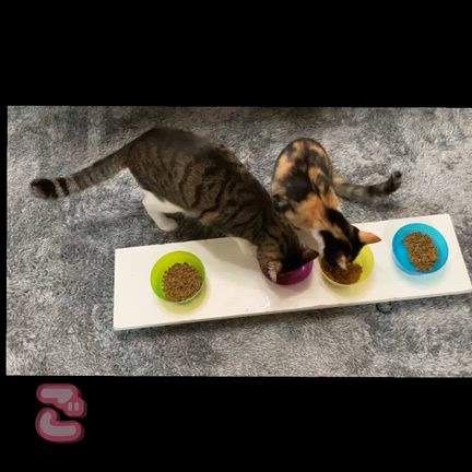 粘り腰がガッキーの取り柄だ！飼い主は作戦会議ランチの記事動画