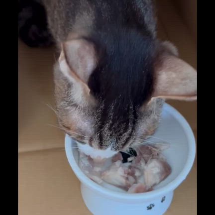 アジが好調です(^_^;)ガッキーの食事と体調の近況の記事動画