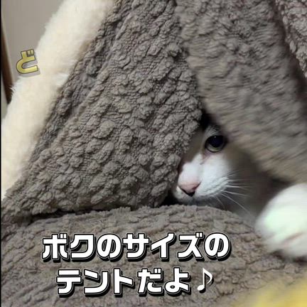 アジが好調です(^_^;)ガッキーの食事と体調の近況の記事動画