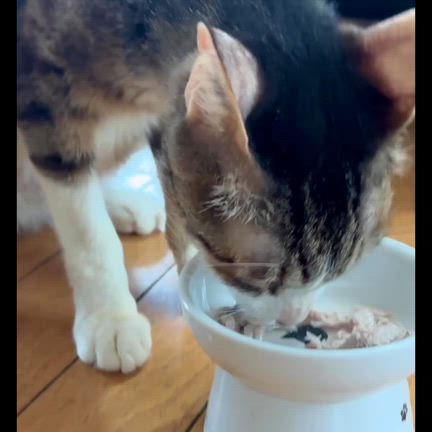 粘り腰がガッキーの取り柄だ！飼い主は作戦会議ランチの記事動画