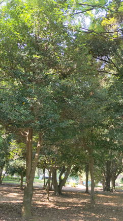 届きました！の記事動画