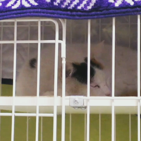 ミルちゃんとの生活5日目の画像