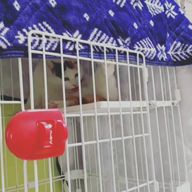 ミルちゃんとの生活10日目の画像