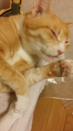 一瞬の欠伸顔を見逃すな(;｀O´)o(;｀O´)oの記事動画