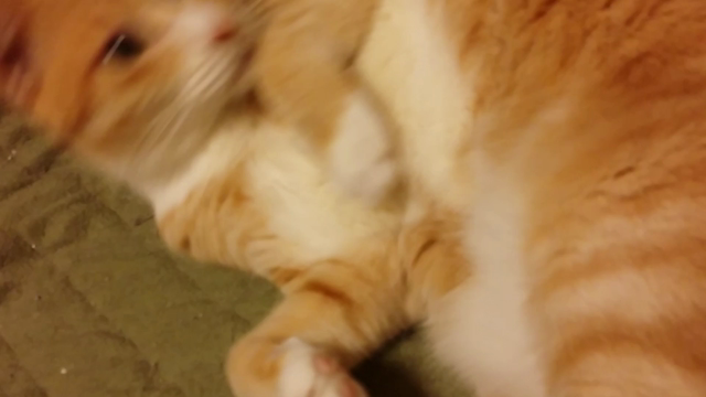 今日は『動く猫でお楽しみください』の記事動画