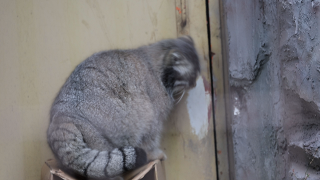 土曜日のコト 旭山動物園の記事動画