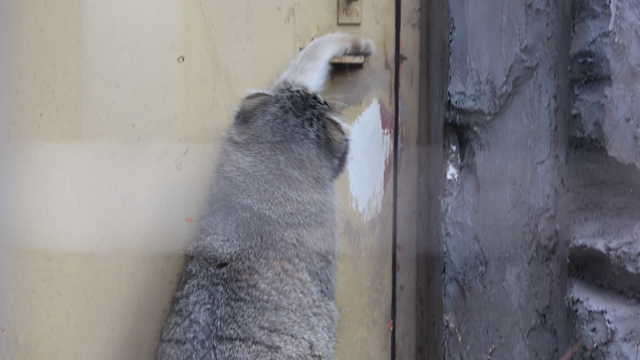 土曜日のコト 旭山動物園の記事動画