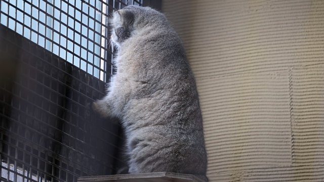 土曜日のコト 旭山動物園の記事動画