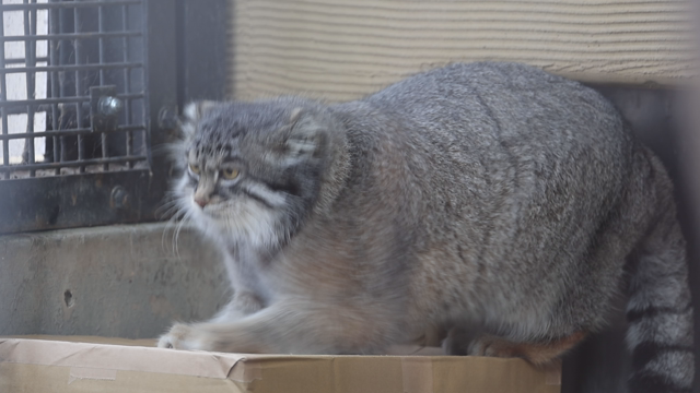 土曜日のコト 旭山動物園の記事動画