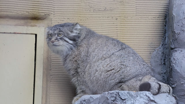 土曜日のコト 旭山動物園の記事動画