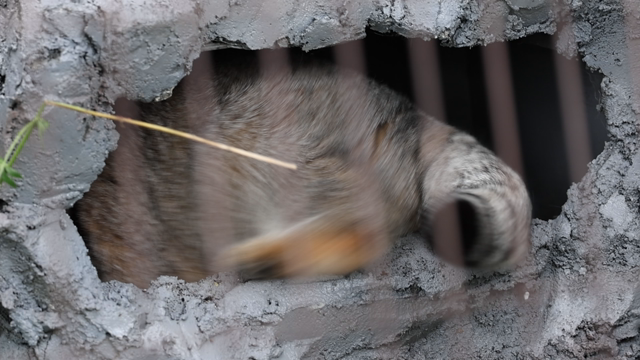 土曜日のコト 旭山動物園の記事動画