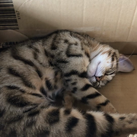 にゃんですか？眠いんですけどの画像