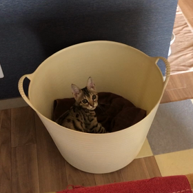 何してるにゃ〜の画像