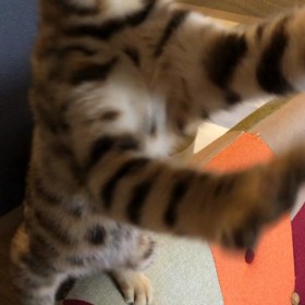 食べるにゃ〜の画像
