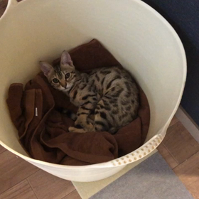 お気に入りの画像