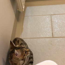 お風呂入りたそうな子猫の画像