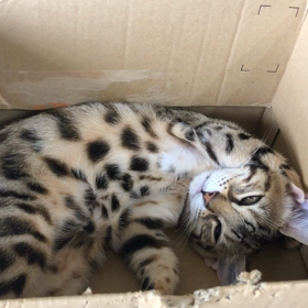 いっけね〜の画像