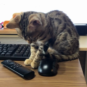 猫のいたずらの画像