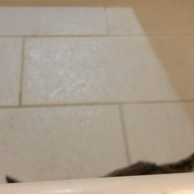 クルクルないて甘える子猫の画像