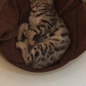 うらめしやにゃ〜の画像