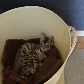 まだおねむの画像