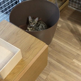 丸いと落ち着くにゃんの画像