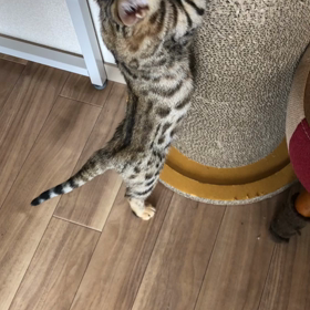 爪どきタイム〜の画像