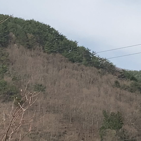うぐいすの画像