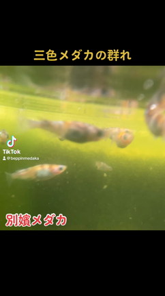 水中撮影　Part.2の記事動画