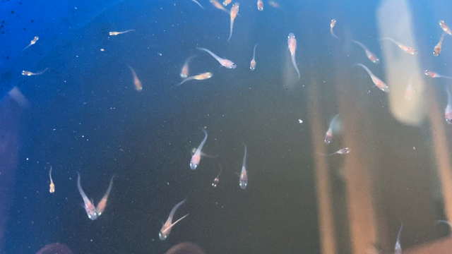 三色メダカの稚魚たちの記事動画