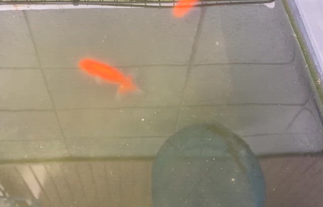 初金魚　らんちゅうの記事動画
