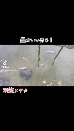 三色メダカの墨の記事動画